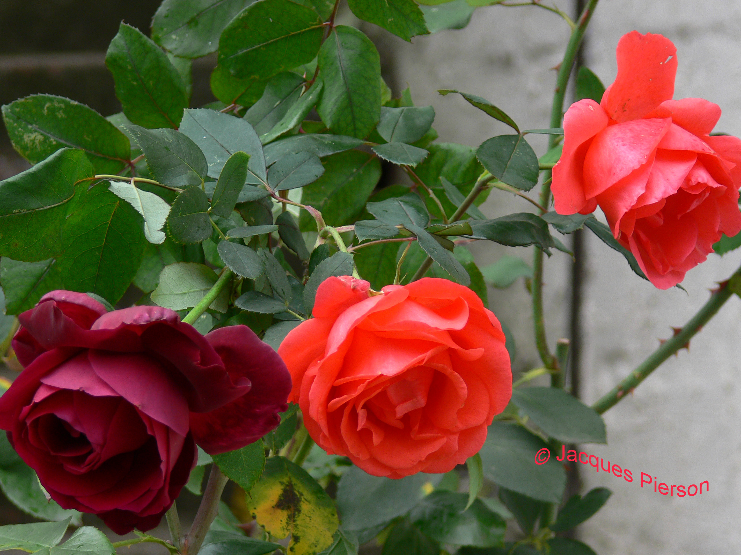 Roses 31 10 2005 007